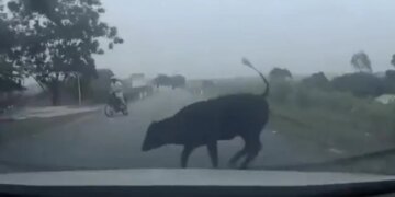 Cow Suddenly Collided With The Moving Car And Jumped In The Air Then What Happened Next See Viral Video