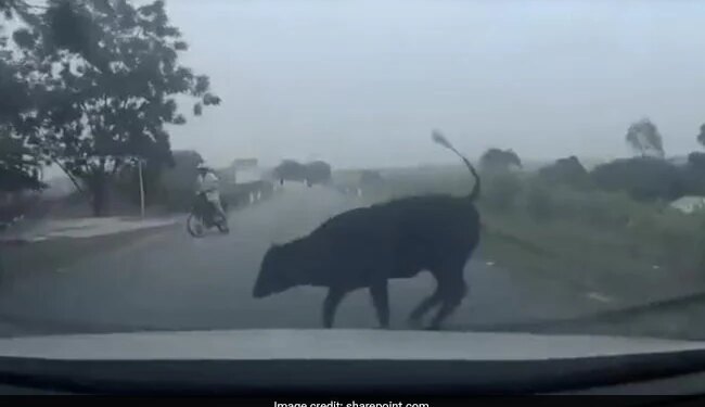 Cow Suddenly Collided With The Moving Car And Jumped In The Air Then What Happened Next See Viral Video