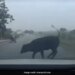 Cow Suddenly Collided With The Moving Car And Jumped In The Air Then What Happened Next See Viral Video