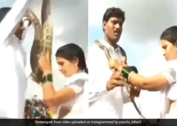 Bride And Groom Wore Cobra And Python Instead Of Garlands To Each Other In Wedding Internet Shocked Watch Viral Video