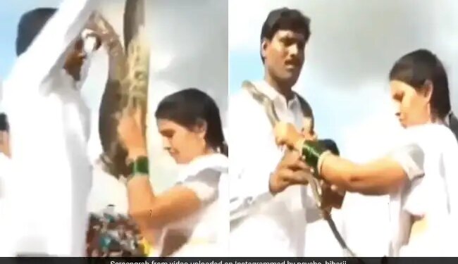 Bride And Groom Wore Cobra And Python Instead Of Garlands To Each Other In Wedding Internet Shocked Watch Viral Video