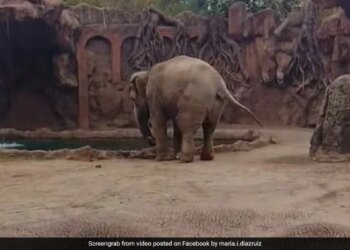 Elephant Got Upset To See Drowning Deer Started Trumpet Loudly For Help Then What Happened Next Watch Viral Video