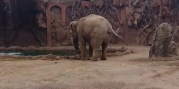 Elephant Got Upset To See Drowning Deer Started Trumpet Loudly For Help Then What Happened Next Watch Viral Video