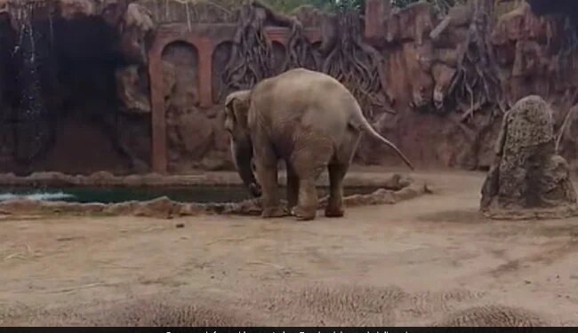 Elephant Got Upset To See Drowning Deer Started Trumpet Loudly For Help Then What Happened Next Watch Viral Video