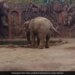 Elephant Got Upset To See Drowning Deer Started Trumpet Loudly For Help Then What Happened Next Watch Viral Video