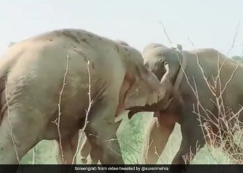 Dangerous Fight Between Two Elephants Collided With Each Other Then What Happened Next Watch Shocking Viral Video