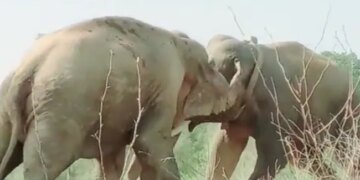 Dangerous Fight Between Two Elephants Collided With Each Other Then What Happened Next Watch Shocking Viral Video