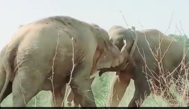 Dangerous Fight Between Two Elephants Collided With Each Other Then What Happened Next Watch Shocking Viral Video