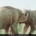 Dangerous Fight Between Two Elephants Collided With Each Other Then What Happened Next Watch Shocking Viral Video