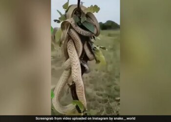 Never Seen Before King Cobra Fight With Each Other On Thin Branch Watch Viral Snake Fight Shocking Video