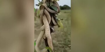 Never Seen Before King Cobra Fight With Each Other On Thin Branch Watch Viral Snake Fight Shocking Video