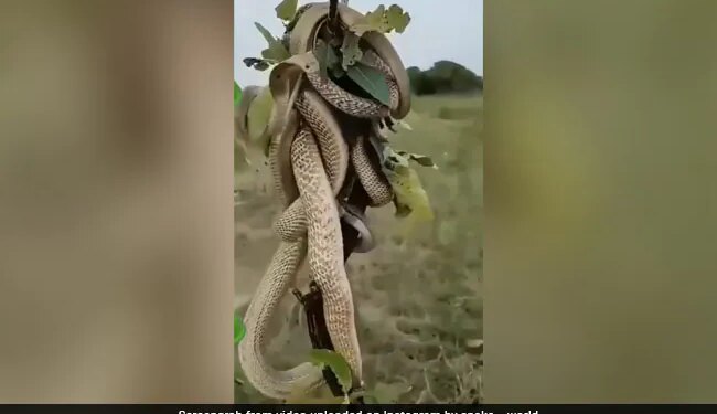 Never Seen Before King Cobra Fight With Each Other On Thin Branch Watch Viral Snake Fight Shocking Video