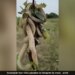 Never Seen Before King Cobra Fight With Each Other On Thin Branch Watch Viral Snake Fight Shocking Video