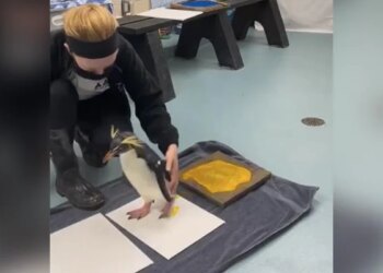 Have You Ever Seen Such A Painter Penguin, See The Artwork In The Video – पेंगुइन आर्ट देख सोशल मीडिया यूजर्स बने फैन, पूछा