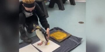 Have You Ever Seen Such A Painter Penguin, See The Artwork In The Video – पेंगुइन आर्ट देख सोशल मीडिया यूजर्स बने फैन, पूछा