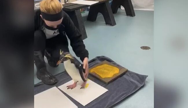 Have You Ever Seen Such A Painter Penguin, See The Artwork In The Video – पेंगुइन आर्ट देख सोशल मीडिया यूजर्स बने फैन, पूछा