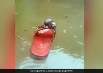 See How A Rat Trapped In Water Saved Its Life With The Help Of Plastic Slippers Video Goes Viral N Social Media