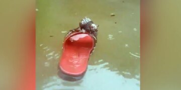 See How A Rat Trapped In Water Saved Its Life With The Help Of Plastic Slippers Video Goes Viral N Social Media