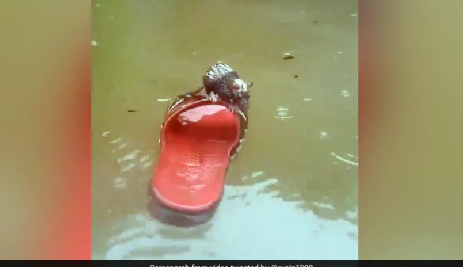 See How A Rat Trapped In Water Saved Its Life With The Help Of Plastic Slippers Video Goes Viral N Social Media