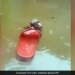 See How A Rat Trapped In Water Saved Its Life With The Help Of Plastic Slippers Video Goes Viral N Social Media
