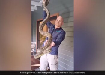 4 Massive Pythons Spotted Together In A House Balcony In Australia Watch Horrifying Video – घर की बालकनी में एकसाथ बैठे दिखे 4 विशाल अजगर और कई सांप, पहले नहीं देखा होगा ऐसा खौफनाक नज़ारा