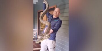 4 Massive Pythons Spotted Together In A House Balcony In Australia Watch Horrifying Video – घर की बालकनी में एकसाथ बैठे दिखे 4 विशाल अजगर और कई सांप, पहले नहीं देखा होगा ऐसा खौफनाक नज़ारा