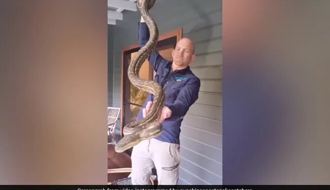 4 Massive Pythons Spotted Together In A House Balcony In Australia Watch Horrifying Video – घर की बालकनी में एकसाथ बैठे दिखे 4 विशाल अजगर और कई सांप, पहले नहीं देखा होगा ऐसा खौफनाक नज़ारा