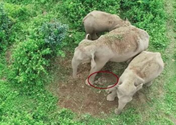 Mother Elephant Carries Carcass Of Her Dead Calf In Jalpaiguri Bengal Video Goes Viral On Social Media