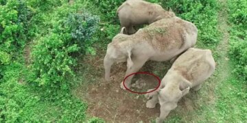 Mother Elephant Carries Carcass Of Her Dead Calf In Jalpaiguri Bengal Video Goes Viral On Social Media