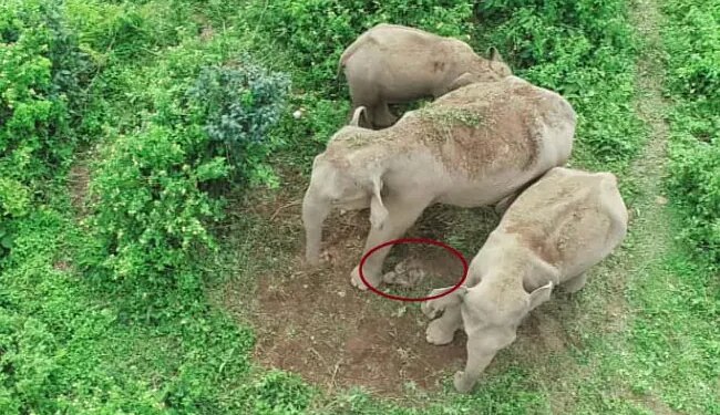 Mother Elephant Carries Carcass Of Her Dead Calf In Jalpaiguri Bengal Video Goes Viral On Social Media