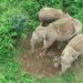 Mother Elephant Carries Carcass Of Her Dead Calf In Jalpaiguri Bengal Video Goes Viral On Social Media
