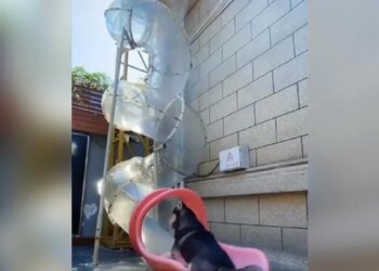 Viral Video Of Dogs Coming Out From A Tube, Users Called It Dog Vending Machine