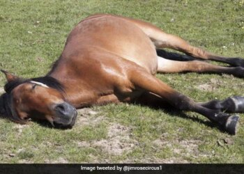 The Horse Does Not Want To Do Work, The She Did Amazing Work, See The Viral Post – काम करने का मन नहीं था तो आराम करने लगी घोड़ी, लोगों ने कहा