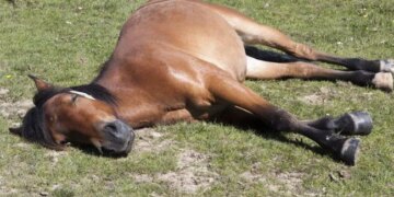 The Horse Does Not Want To Do Work, The She Did Amazing Work, See The Viral Post – काम करने का मन नहीं था तो आराम करने लगी घोड़ी, लोगों ने कहा
