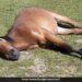 The Horse Does Not Want To Do Work, The She Did Amazing Work, See The Viral Post – काम करने का मन नहीं था तो आराम करने लगी घोड़ी, लोगों ने कहा