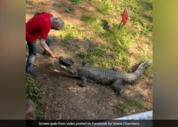 Man Fights Off Crocodile With Frying Pan To Save Himself | Australian Pub Owner Fights Off Crocodile With Frying Pan