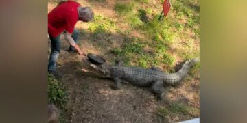 Man Fights Off Crocodile With Frying Pan To Save Himself | Australian Pub Owner Fights Off Crocodile With Frying Pan