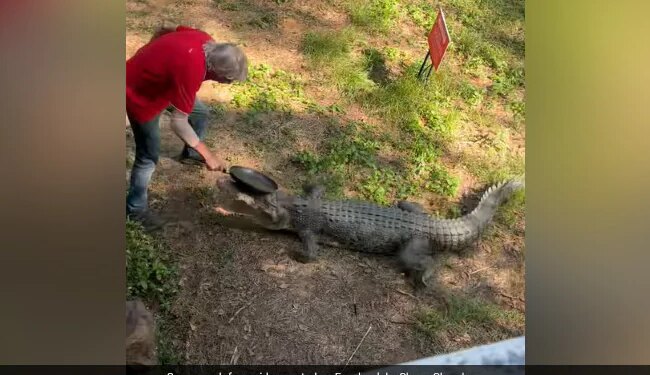 Man Fights Off Crocodile With Frying Pan To Save Himself | Australian Pub Owner Fights Off Crocodile With Frying Pan