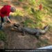 Man Fights Off Crocodile With Frying Pan To Save Himself | Australian Pub Owner Fights Off Crocodile With Frying Pan