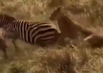 कभी देखी है आपने शेर और ज़ेब्रा की लड़ाई,  इस वीडियो को देख नहीं होगा यकीन