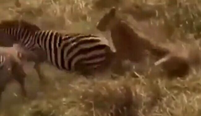 कभी देखी है आपने शेर और ज़ेब्रा की लड़ाई,  इस वीडियो को देख नहीं होगा यकीन