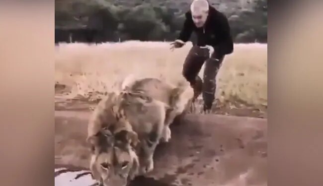 पानी पीते हुए शेर को पीछे से धक्का दे रहे इस शख्स को शेर ने सिखाया सबक, वीडियो देख चौंक जाएंगे