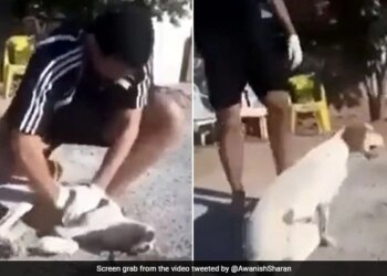 Man Saves Dog Life By CPR Heart Winning Video Goes Viral | Man Saves Dog Life Video Viral On Social Media