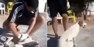 Man Saves Dog Life By CPR Heart Winning Video Goes Viral | Man Saves Dog Life Video Viral On Social Media