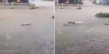 Video When The Fish Started Swimming On The Road | Video Of Fishes Swimming On The Road Is Going Viral On Social Media
