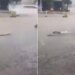 Video When The Fish Started Swimming On The Road | Video Of Fishes Swimming On The Road Is Going Viral On Social Media