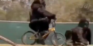 Gorilla Falls Down While Riding Bicycle Then What Happened Next Watch Hilarious Viral Video
