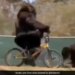 Gorilla Falls Down While Riding Bicycle Then What Happened Next Watch Hilarious Viral Video