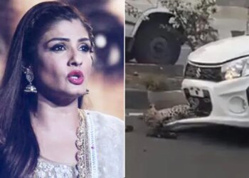 Shocking Video: Leopard Gets Hit By Car On Busy Highway | Raveena Tondon Reaction On Leopard Accident