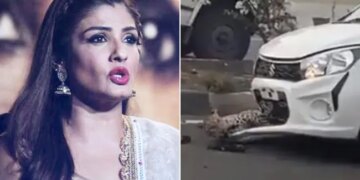 Shocking Video: Leopard Gets Hit By Car On Busy Highway | Raveena Tondon Reaction On Leopard Accident